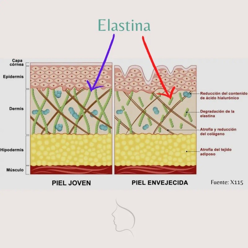 Sérum Ácido Hialurónico Con Colágeno Con Elastina