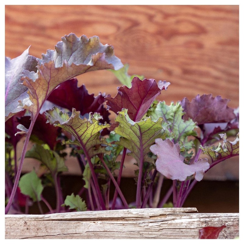 Everwilde Farms - 1 Oz Red Russian Kale Seeds -