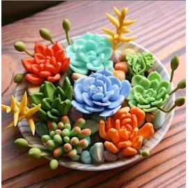 100pcs Mixed Rare Succulent Seeds, Mult-Color Indoor/Outdoor Plant