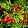 Rosehip Powder 500 g, 100% Natural, Gently Ground, Naturally Without