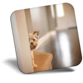 Destination Vinyl ltd Fridge Magnet - Cute Yorkshire Terrier Dog Puppy for Office, Cabinet and Whiteboard, Magnetic Stickers, 44822