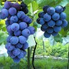 Vine 6pcs Japanese Kyoho grape cuttings US seller