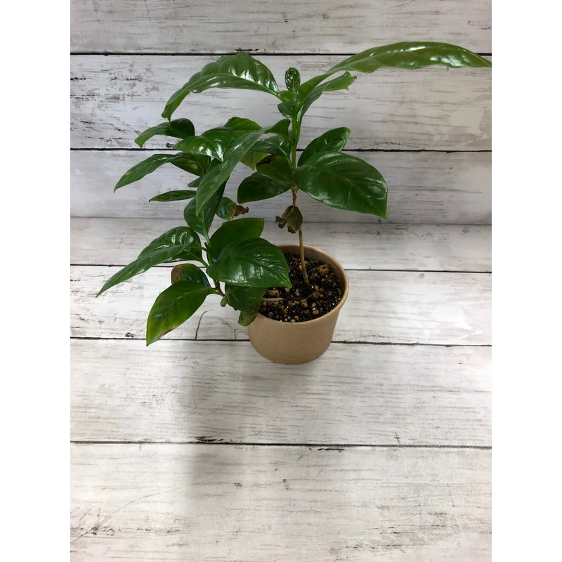 coffee tree cultivation kit