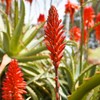 VESTENA Aloe Arborescens Padre Zago, Frischer Saft aus Aloe Arborescens