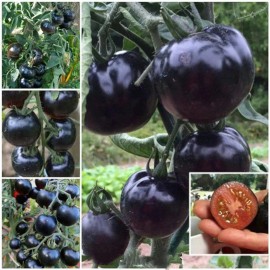 ZEshops 100pcs European Black Cherry Tomato Seeds - Heirloom, Non-GMO, Rich Flavor
