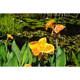 Orange Canna - Months of Flowers for Ponds!