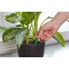 Miracle-Gro Indoor Plant Food Spikes, Includes 48 Spikes - Continuous