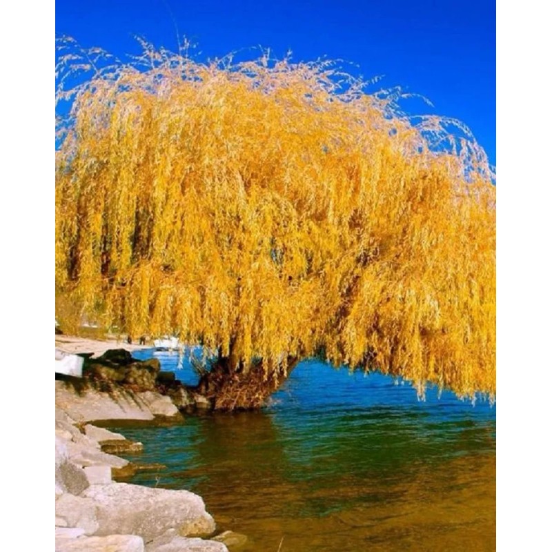 Toadstool Seeds 5 Yellow Willow Seeds Tree Weeping Flower Giant