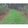 Whitetail Institute Imperial No-Plow Food Plot Seed (Spring and Fall