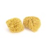 Neptune Caribbean Sea Sponge 2 Pack, Small, Approx. 4-5 inches