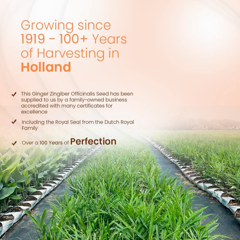 1 x Ginger Zingiber Officinalis - A Very Popular Spice