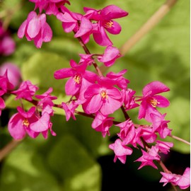 Carpet Creeping 5+Pink Coral Vine Seed for Planting Outdoor-Antigonon Leptopus Seeds Ornamental Vine for Your Garden Home