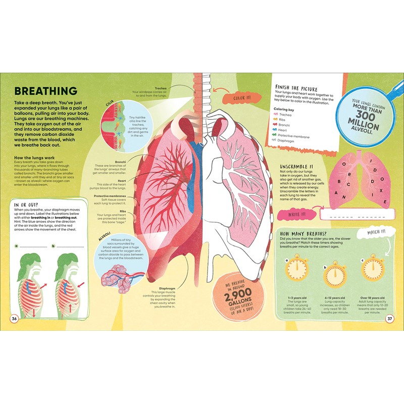 Active Learning! Human Body: More than 100 Brain-Boosting Activities that