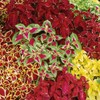 Outsidepride Coleus Wizard Mix - 200 Seeds