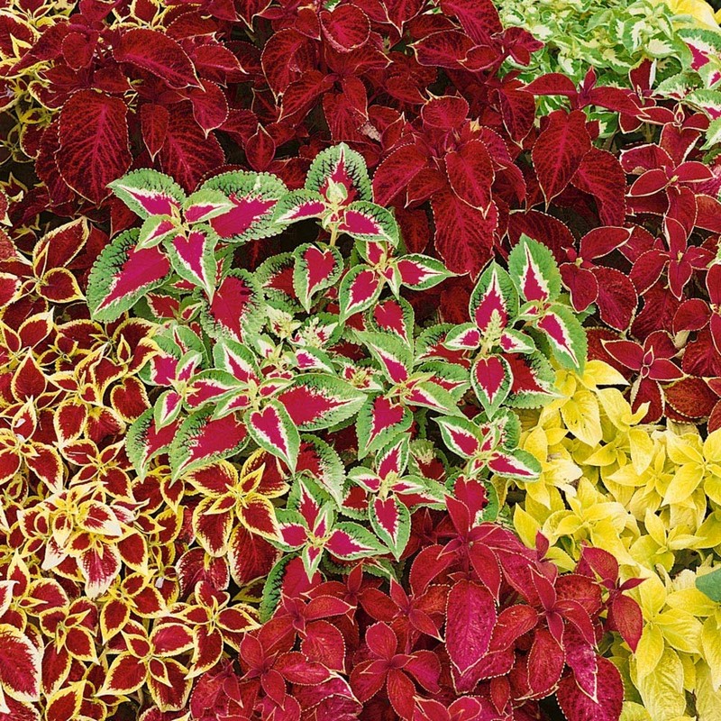 Outsidepride Coleus Wizard Mix - 200 Seeds