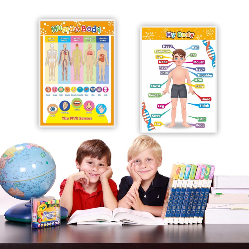 Laminated My Body Interactive Educational Poster Set for Kids (2-Pack)