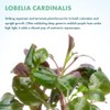 SubstrateSource Live Plants - Cardinal Flower (Lobelia cardinalis) - Moderate