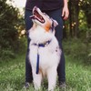 Blue-9 Dog Training Leash, 9 Inch Tab Lead for Obedience,