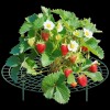 Zenport P309 Garden Supports Fruit and Vegetable Gardening, Green -