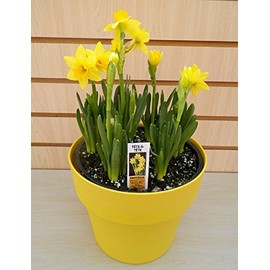 Daffodil Bulbs, Tete-a-Tete,(10 Bulbs) Compact Height,RHS Award of Garden Merit