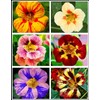 50 Pcs Nasturtium (Tropaeolum Nanum) Flower Seeds Non-GMO Plant