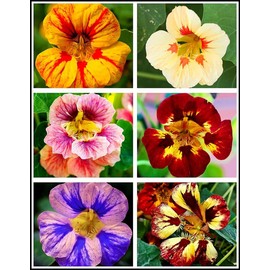 50 Pcs Nasturtium (Tropaeolum Nanum) Flower Seeds Non-GMO Plant