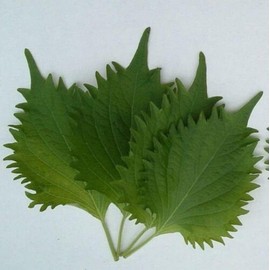 200 Green SHISO Seeds AO Green Ohba Ao Japanese Perilla frutescens VAR Crispa - Non-GMO Asian Herb