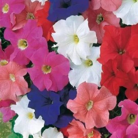 Unbranded Petunia, Dreams mix, 25 pelleted seed