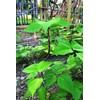 Tenax 100522964 Hortonova Plant Trellis Net White 48inx16ft