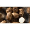 Central USA Plants 3 Taro Root Bulbs Elephant Ear Edible