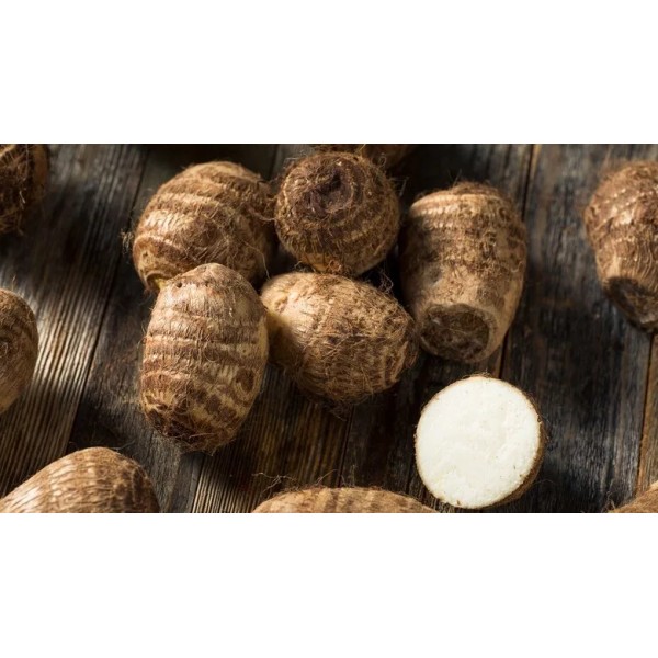Central USA Plants 3 Taro Root Bulbs Elephant Ear Edible