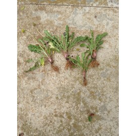 Fresh Wild Dandelion Plant 5 Fresh Wild Dandelion (Taraxacum officinale) Plant Tubers