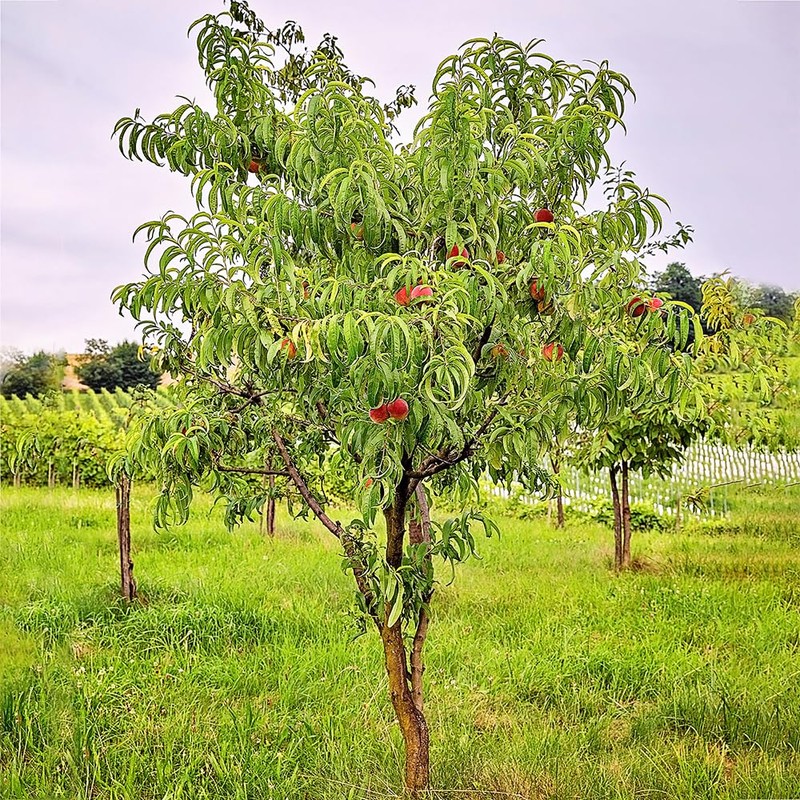 Red Haven Peach Tree, Freestone Pit, Heavy-Bearing, Cold Hardy, 1