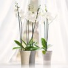 Happy Plants Orchid Pot D 14.7 cm Flower Pot with