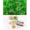Organic Natural Pure Pine Needle Tea (2 Box(50 Tea Bag))-Individually