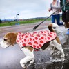 Mile High Life | Dog Raincoat | Adjustable Water Proof