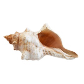 Florida Shells and Gifts Inc. Set of 6 Genuine Small Striped Fox Conch Seashells (3 1/2"-4 1/2") Display Beach Wedding Decor