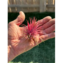 Air Plants - Tillandsia Ionantha - Organically Enhanced Color - Live Arrival Guaranteed - House Plants for Home Decor & Gift (Coral_Glow_3pk+3_Black Planters)