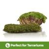 Swell Reptiles Live Green Moss for Vivarium and Terrarium Enclosure