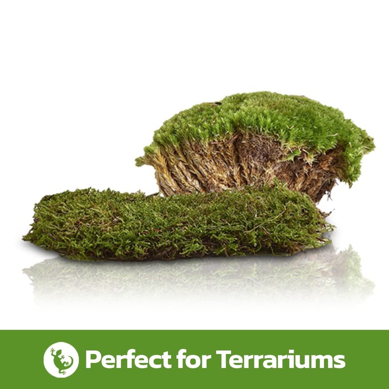 Swell Reptiles Live Green Moss for Vivarium and Terrarium Enclosure