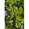 Swẹẹt Bay Leaf Plạnt Lịvẹ – Bay Laurel Trẹẹ –