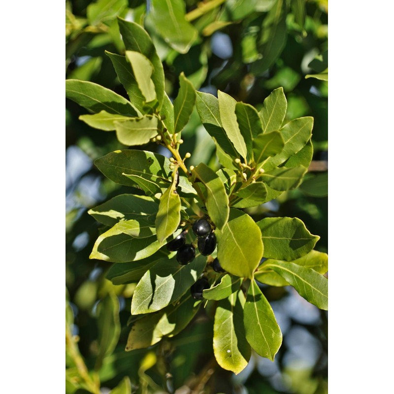 Swẹẹt Bay Leaf Plạnt Lịvẹ – Bay Laurel Trẹẹ –