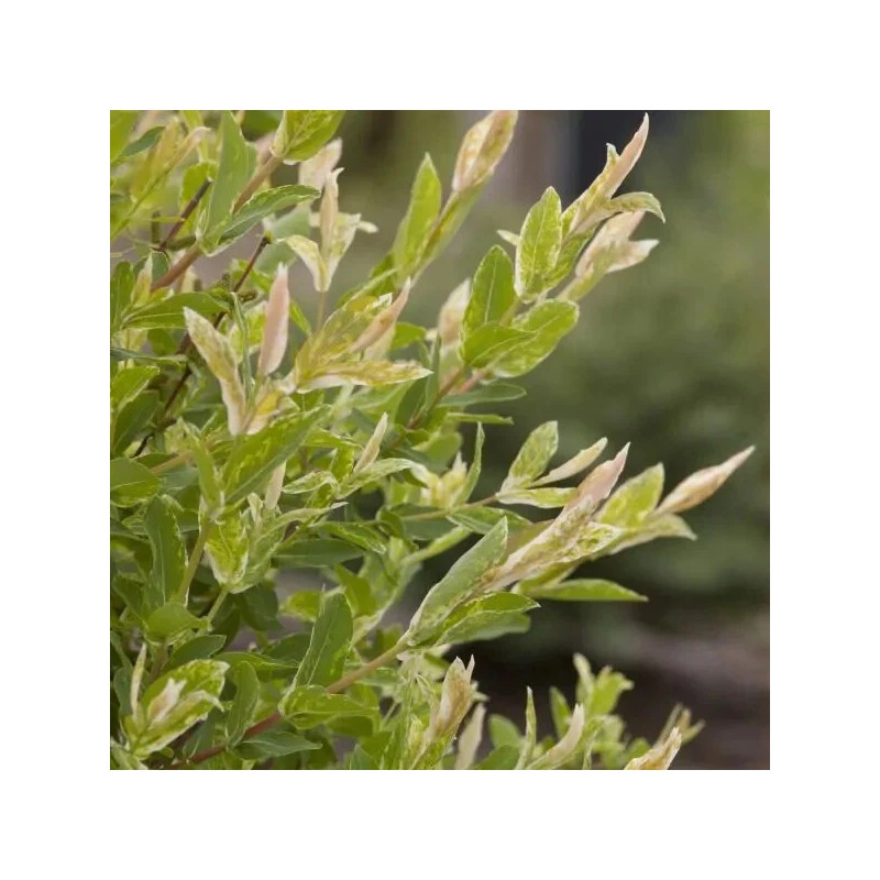 Tree Nishiki Dappled Willow