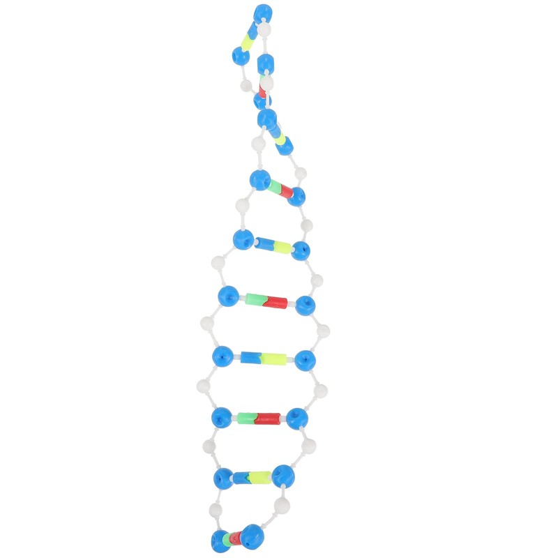 Abaodam Components of Double DNA Model DNA Model Kit DNA