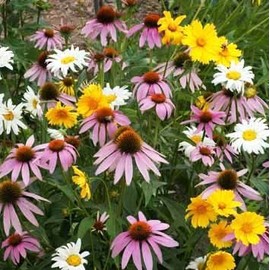 Non GMO Bulk Partial Shade Wildflower Seed Mix (1/4 lb) 130,000 Seeds