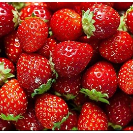 Fresh Picked Strawberry Fragrance Oil (2 OZ (Plastic Bottle) Euro Dropper)