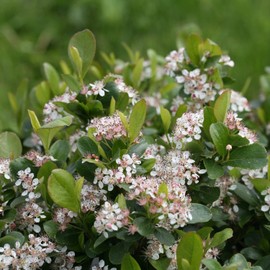 Blooming & Beautiful - Low Scape Mound Aronia - 3 gal - Proven Winners - Deciduous Shrub - White Flowers in Spring - Great Groundcover - Zones 3-9 - Aronia melanocarpa - 3 Gallon Pot