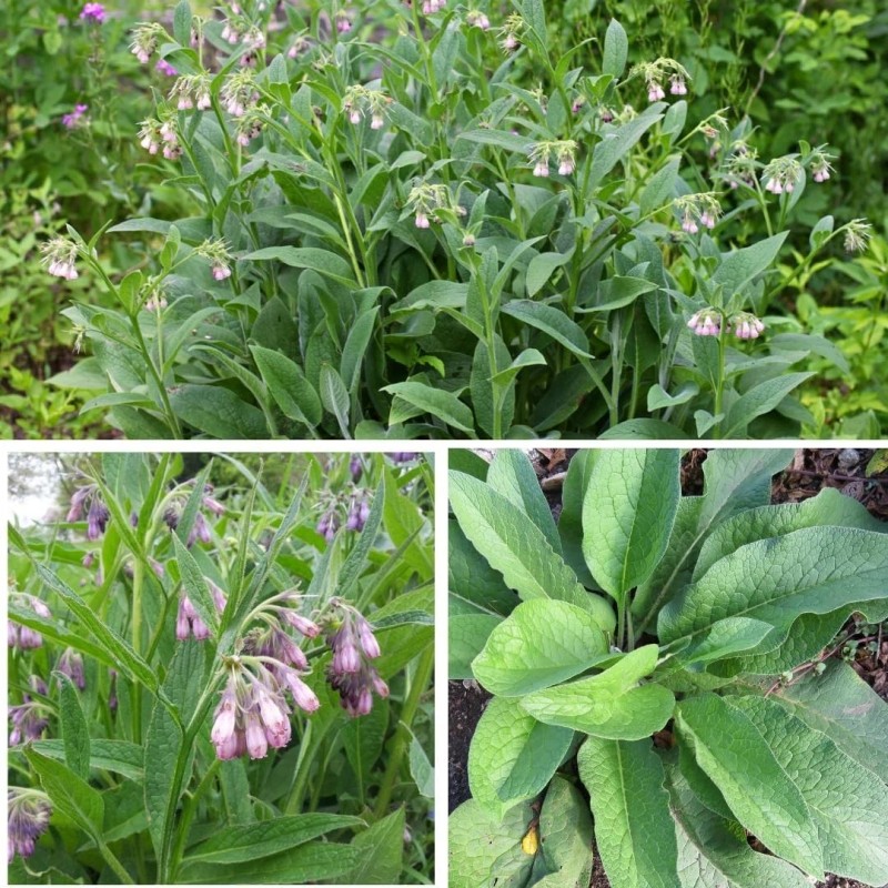 Earthcare Seeds True Comfrey 50 Seeds (Symphytum officinale) Non GMO,