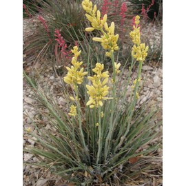 theseedhouse Yellow Flower, Texas Yucca "Rare" 2024 Hesperaloe parviflora - (30 Seeds) 018B