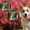 16pcs/set Dog Paw Protection Pads Anti Slip Pet Paw Protector